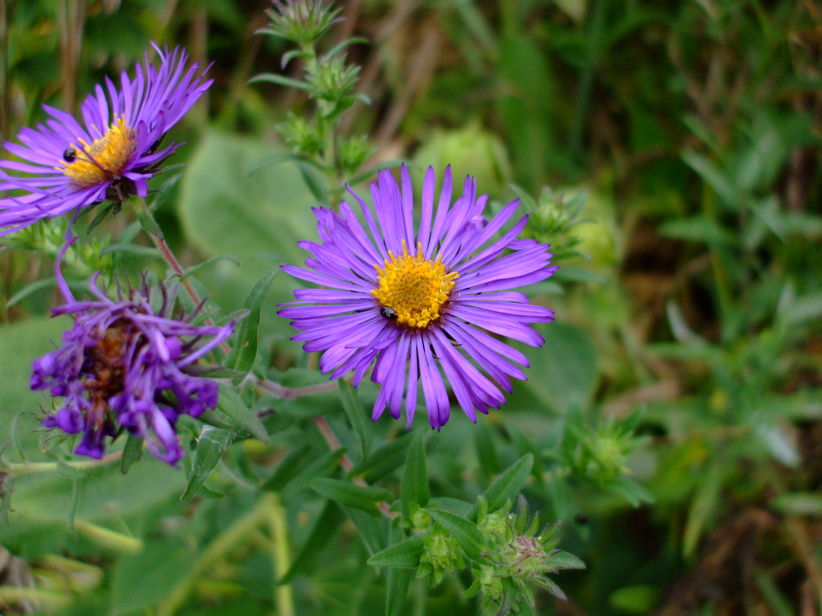 Symphyotrichum novae-angliae